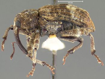 Media type: image;   Entomology 25232 Aspect: habitus lateral view